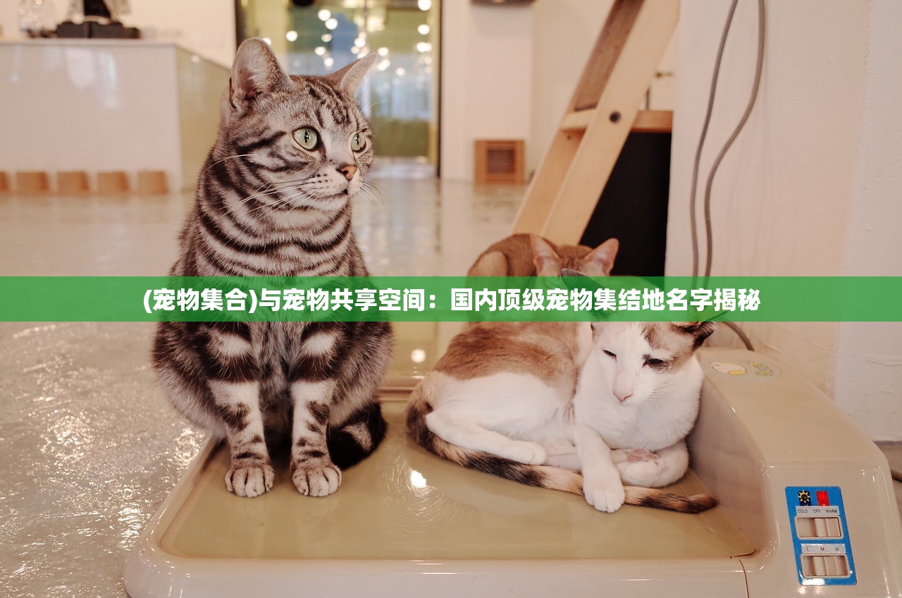 (宠物集合)与宠物共享空间：国内顶级宠物集结地名字揭秘