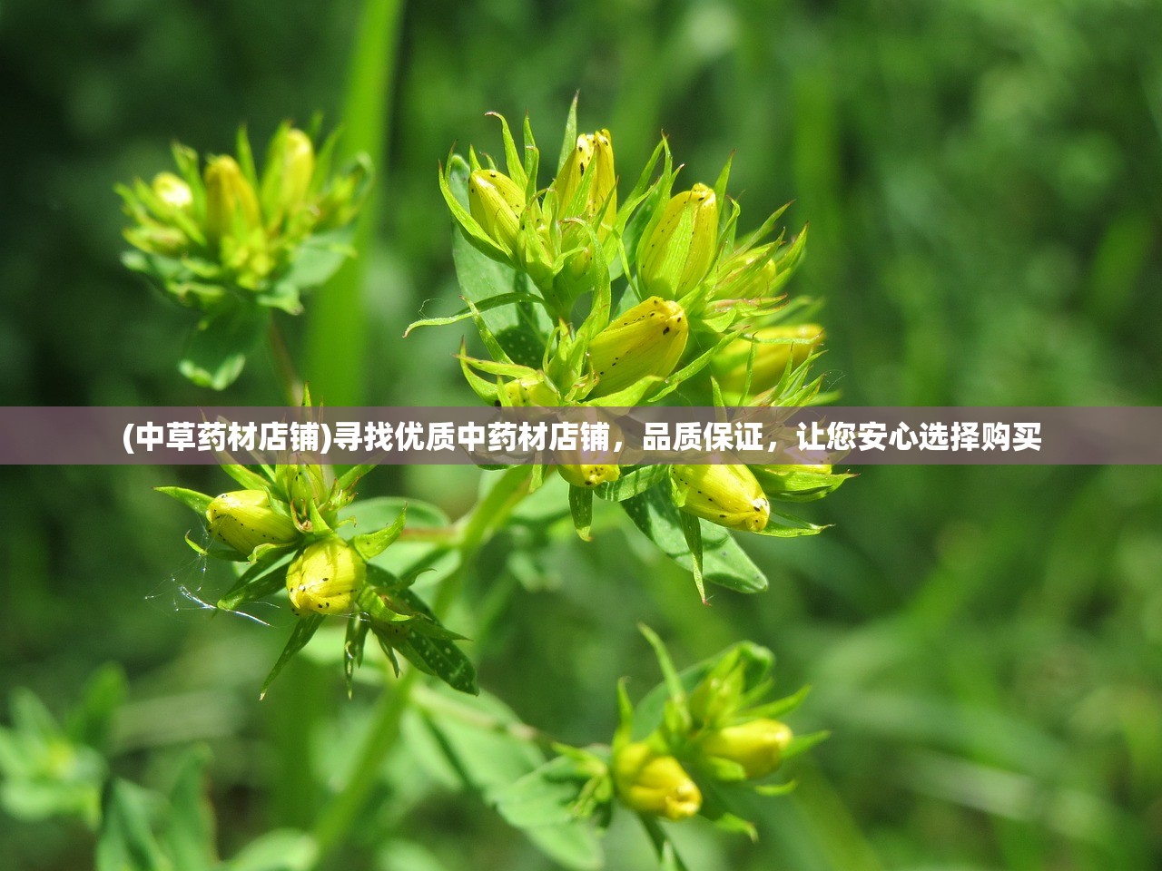 (鹿鼎记公测服为什么不出新区了?)鹿鼎记手游为何迟迟未露面？深度解析背后的原因