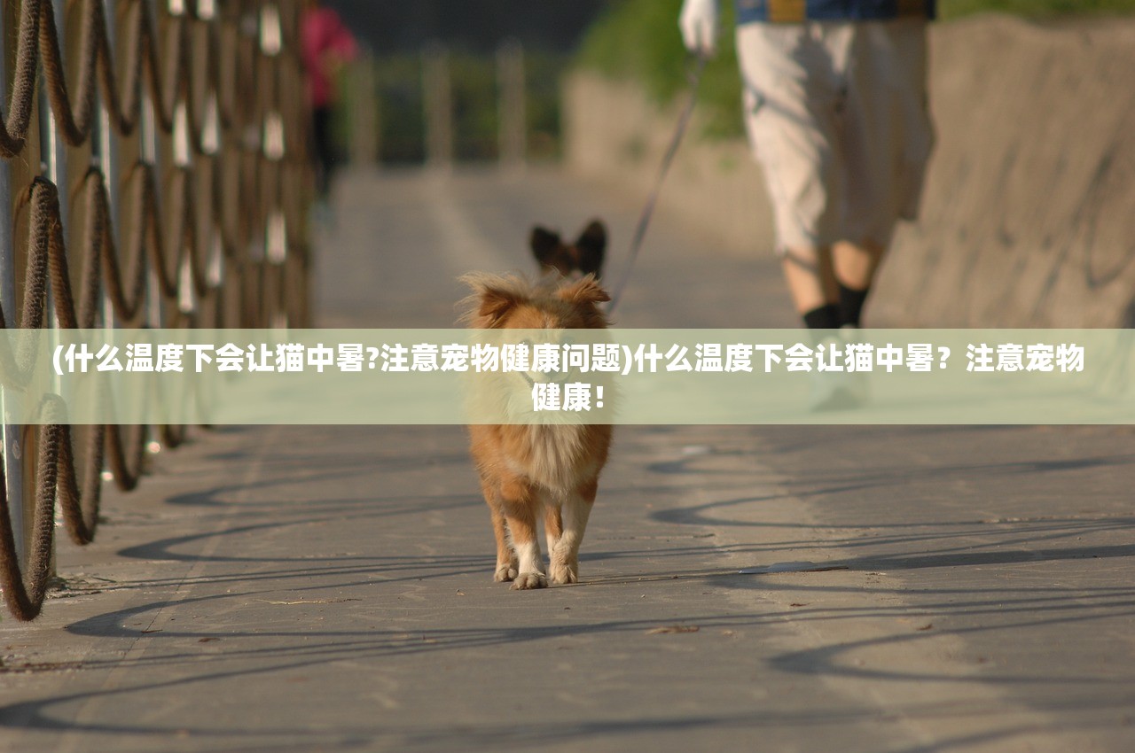 (梦幻模拟战转职表合集)梦幻模拟战二转职表详解及常见问题解答