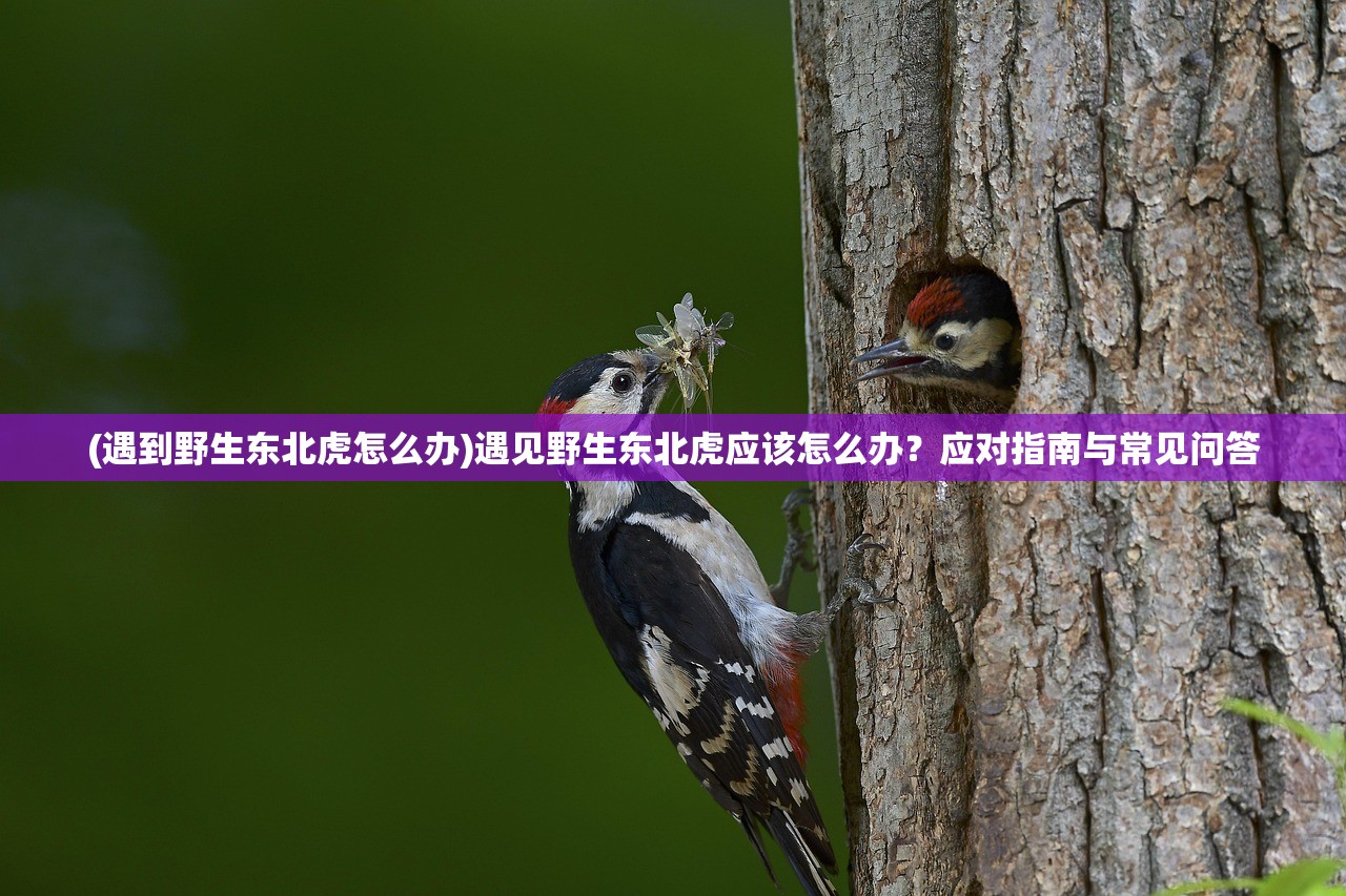 (1986央视齐天乐春晚节目单)重温经典，1986年央视齐天乐春晚