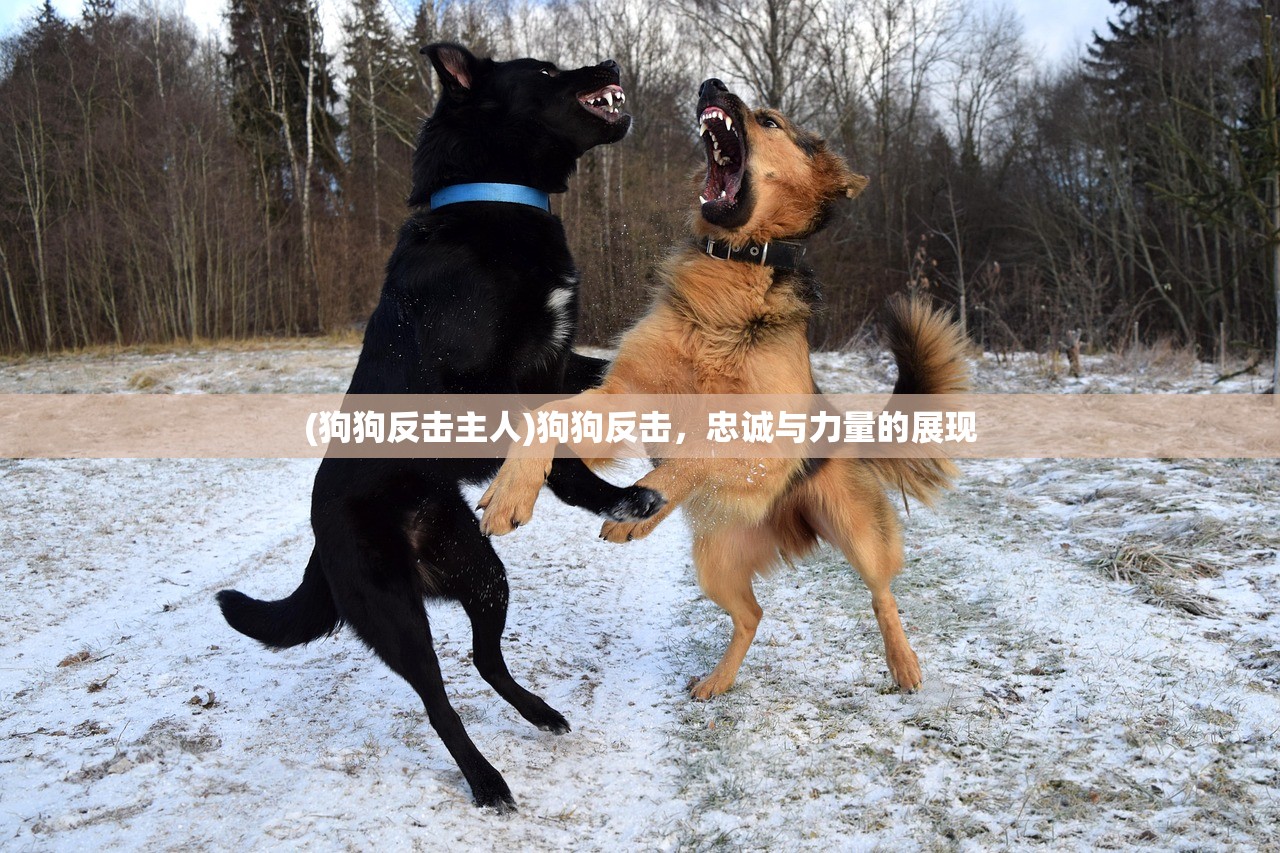 (狗狗反击主人)狗狗反击，忠诚与力量的展现