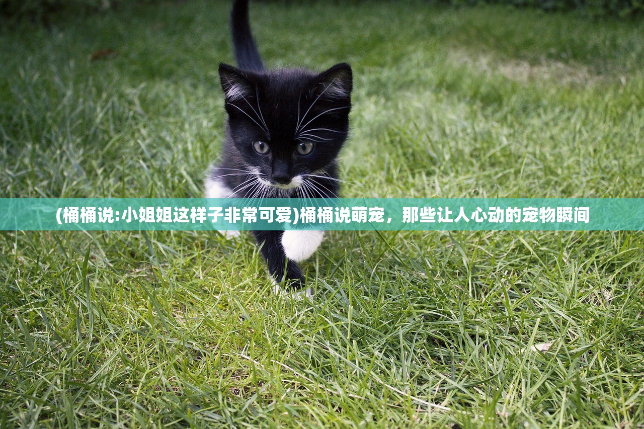 (暗影剑客楚乔传手游怎么玩)暗影剑客楚乔传手游,深度探索与常见问题解答 (暗影剑客楚乔传手游怎么玩)暗影剑客楚乔传手游,深度探索与常见问题解答