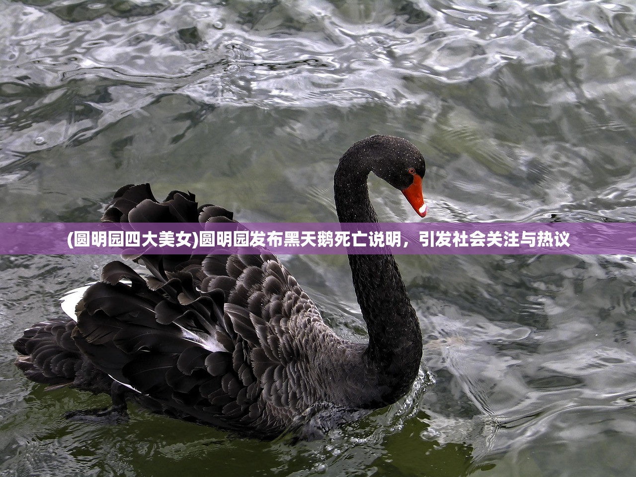 (一剑问情好玩吗)一剑问情为何下架,深度探究原因 (一剑问情好玩吗)一剑问情为何下架,深度探究原因