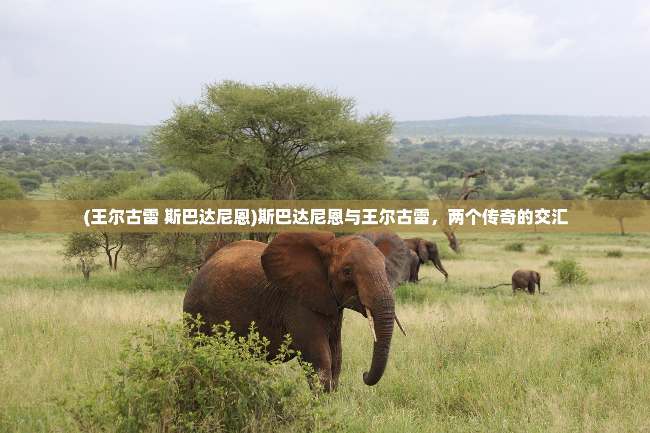 (梦想大航海单机版无需联网更新)梦想大航海单机版，航海梦想的独立之旅