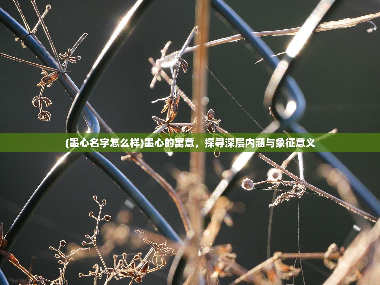 (墨心名字怎么样)墨心的寓意，探寻深层内涵与象征意义