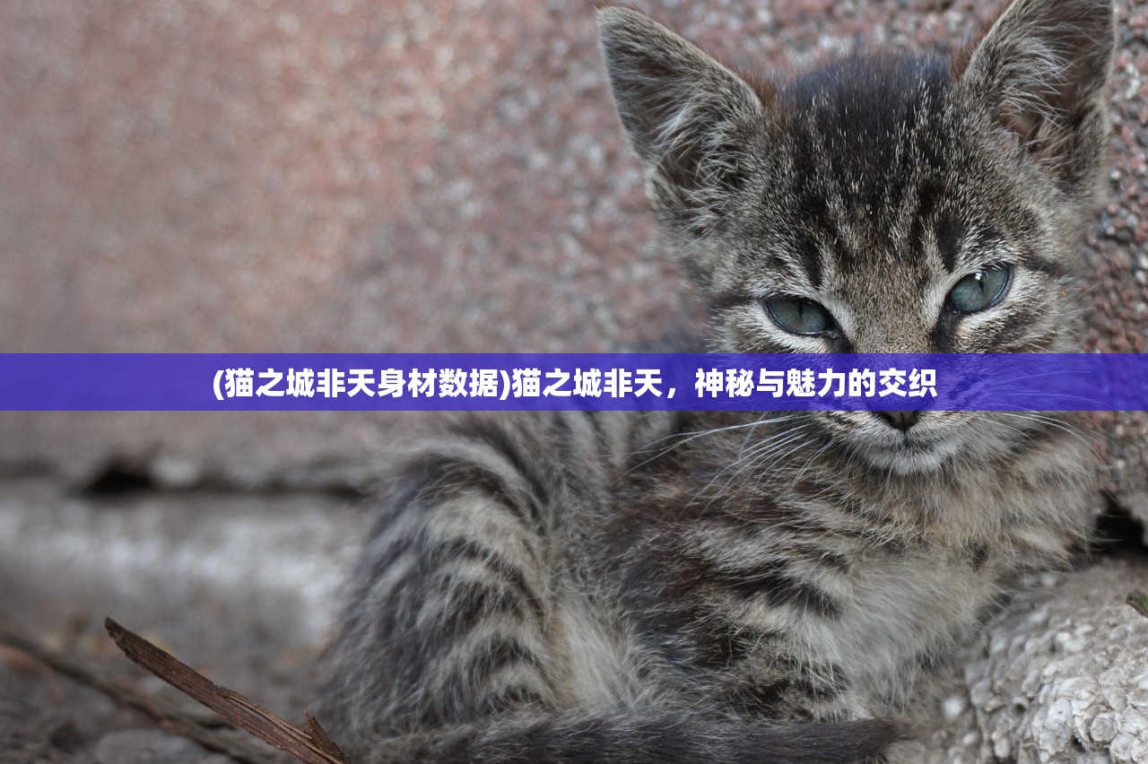(猫之城非天身材数据)猫之城非天，神秘与魅力的交织