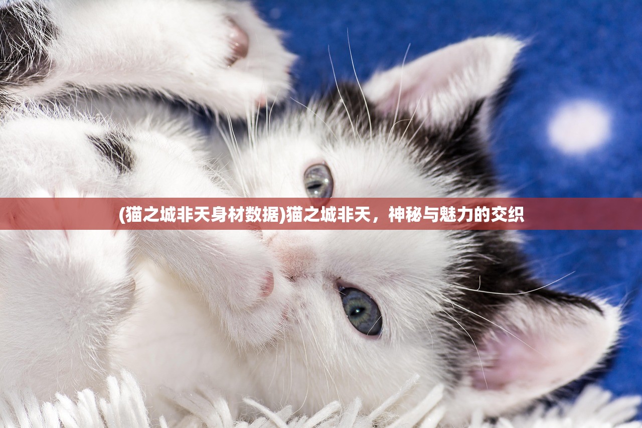 (猫之城非天身材数据)猫之城非天，神秘与魅力的交织