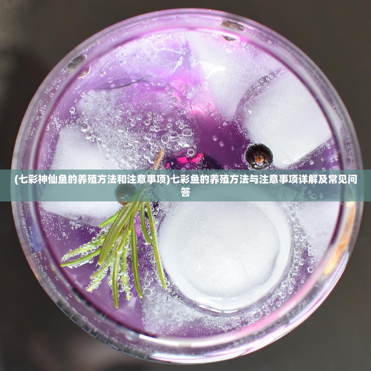 (七彩神仙鱼的养殖方法和注意事项)七彩鱼的养殖方法与注意事项详解及常见问答 (七彩神仙鱼的养殖方法和注意事项)七彩鱼的养殖方法与注意事项详解及常见问答