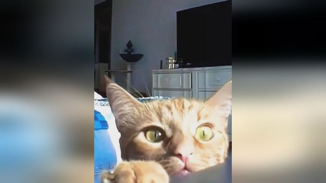 猫咪大作战监控人模组汉化版下载安装-猫咪大作战监控人模组无限金币内购版下载v.4.43